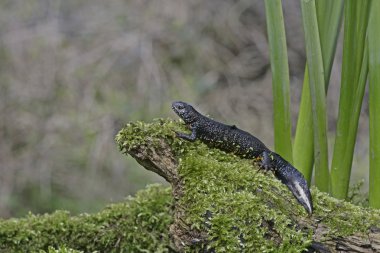 newt, triturus cristatus büyük tepeli,