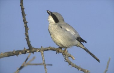 Great-grey shrike, Lanius excubitor clipart