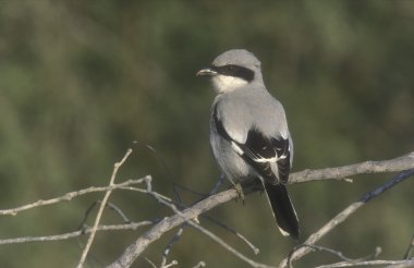 Büyük gri örümcek kuşu excubitor