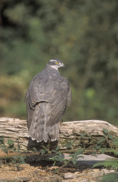 Krogulec accipiter gentilis — Zdjęcie stockowe