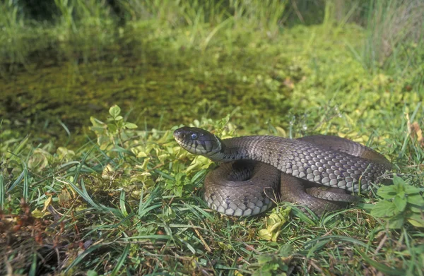 Serpiente de hierba, Natrix natrix — Foto de Stock