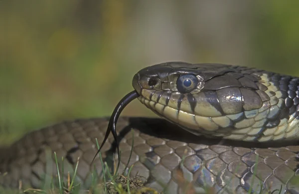 Serpente de erva, Natrix natrix — Fotografia de Stock