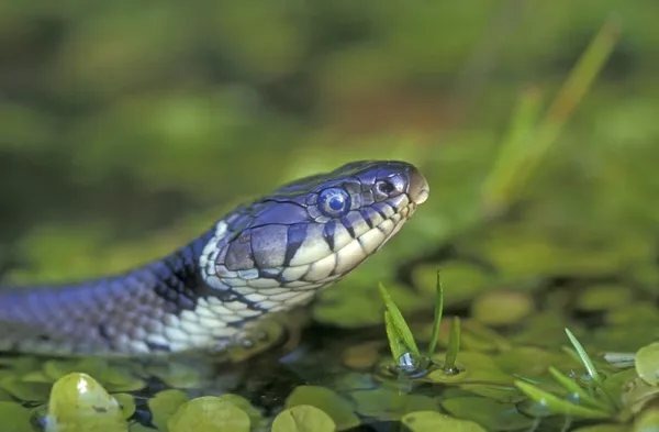 Gräsorm, Natrix natrix — Stockfoto