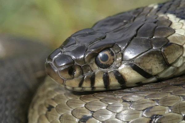 Травяная змея, Натрикс Натрикс — стоковое фото