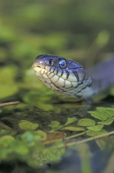 Serpente de erva, Natrix natrix — Fotografia de Stock