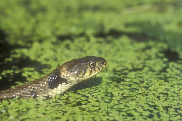 Serpente d'erba, Natrix natrix — Foto Stock