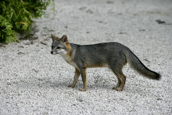 Gray fox, Urocyon cinereoargenteus — Stock Photo, Image