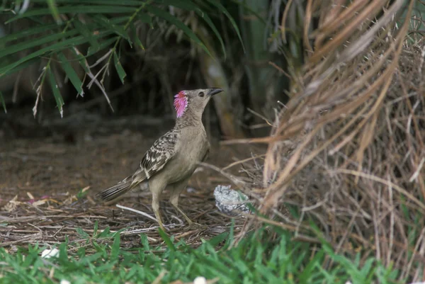 Grote prieelvogels, chlamydera nuchalis — Stockfoto