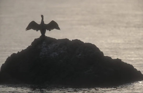 Grande Cormorão, Phalacrocorax carbo — Fotografia de Stock