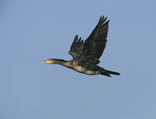 Gran Cormorán, Phalacrocorax carbo — Foto de Stock