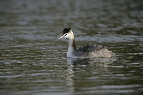 Haubentaucher, podiceps cristatus — Stockfoto