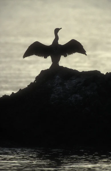 Большой баклан, Phalacrocorax carbo — стоковое фото