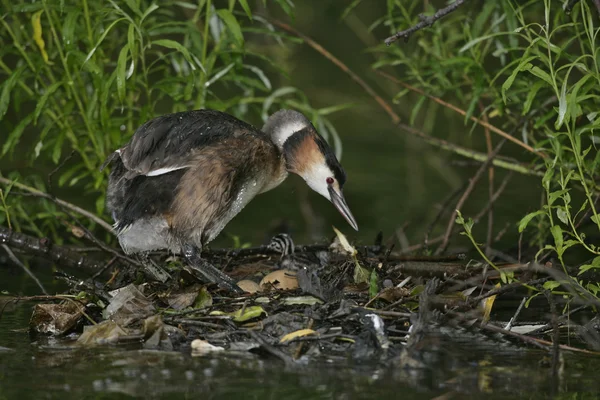 Chocholatý Velká potápka podiceps cristatus — Stock fotografie