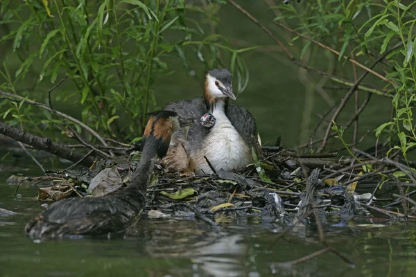 Grebe de crista grande, Podiceps cristatus — Fotografia de Stock