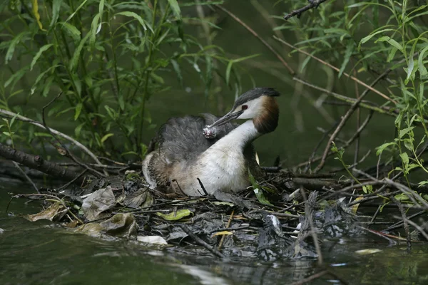 Groot-crested grebe, podiceps cristatus — Stockfoto