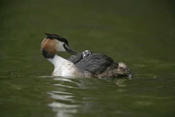 Grebe de crista grande, Podiceps cristatus — Fotografia de Stock