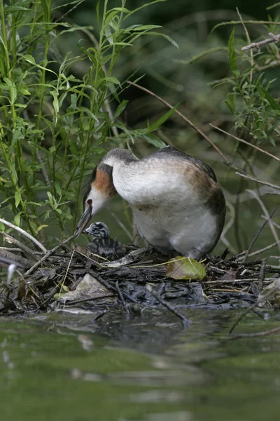 Grebe de crista grande, Podiceps cristatus — Fotografia de Stock