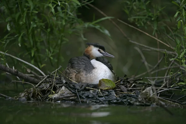 Grebe de crista grande, Podiceps cristatus — Fotografia de Stock