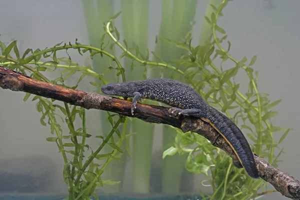 Triton à aigrettes, Triturus cristatus , — Photo