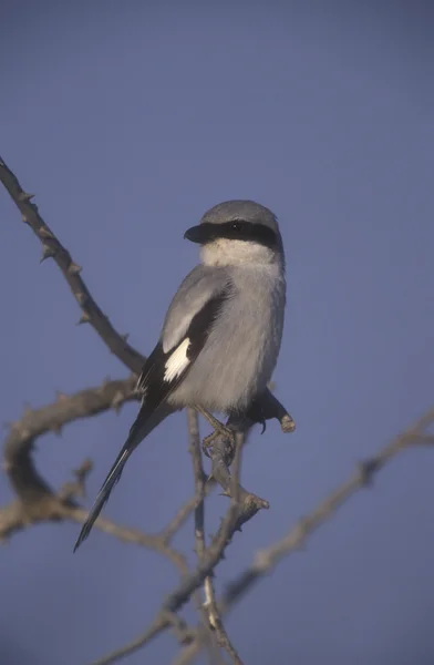 Great-grey shrike, Lanius excubitor — Stock Photo, Image