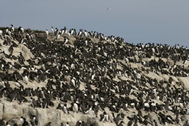 Guillemot, Uria aalge