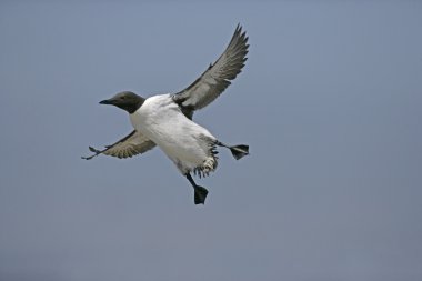 Guillemot, Uria aalge