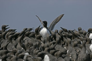 Guillemot, Uria aalge