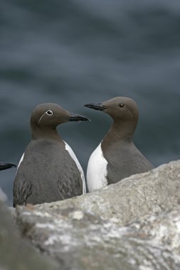 Guillemot, Uria aalge