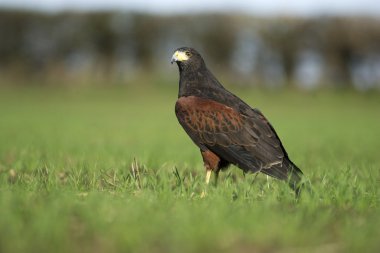 Harris Şahin, parabuteo unicinctus