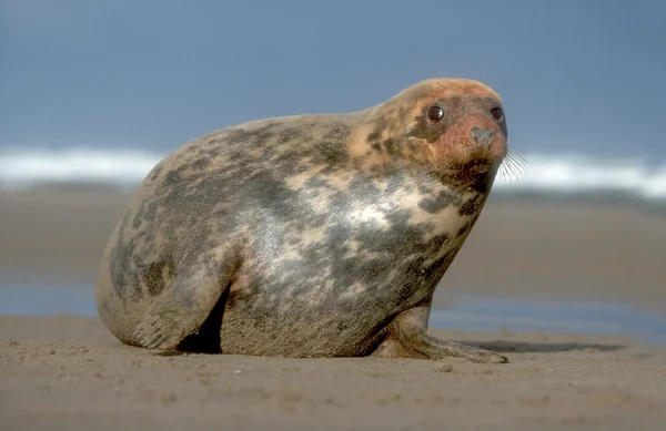 Sello gris, Halichoerus grypus — Foto de Stock