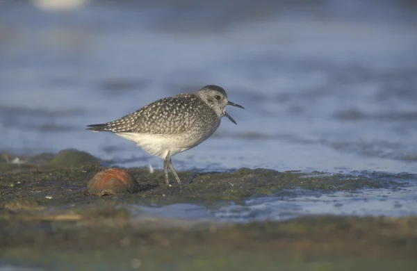 Pluvier gris, Pluvialis squatarola — Photo