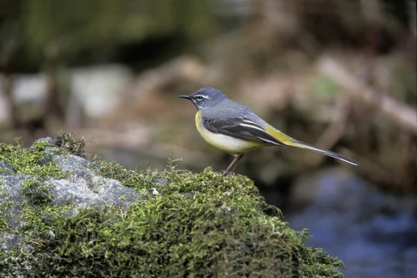 Pliszka, motacilla cinerea — Zdjęcie stockowe