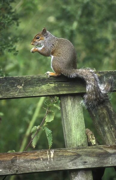 Šedá veverka, sciurus carolinensis — Stock fotografie