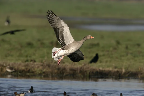 Greylag goose, Anser anser — Stock Photo, Image