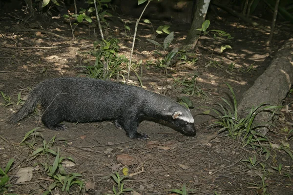 Grison, Huron o bushdog, Galictis vittata — Foto de Stock