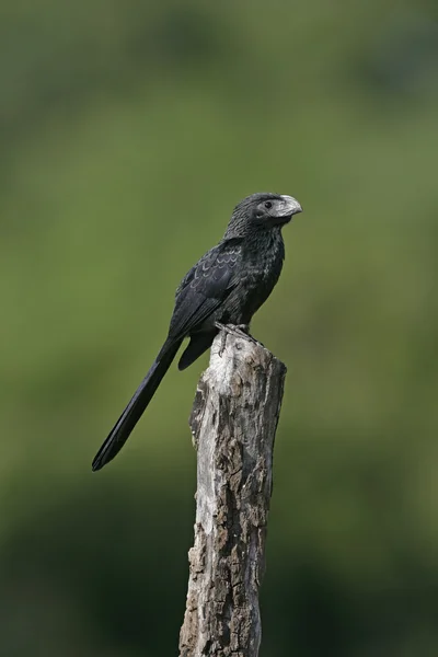 Ростоклювая ани, Crotophaga sulcirostris — стоковое фото