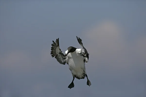 Guillemot, Uria aalge — Stock Photo, Image