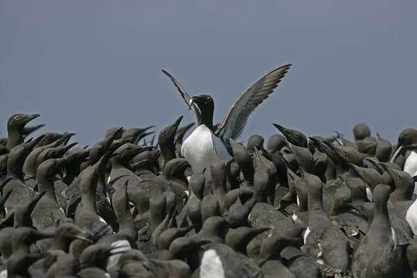 Guillemot, 28 лет, Uria — стоковое фото