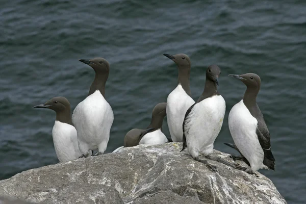 Guillemot, Uria aalge — Stock Photo, Image