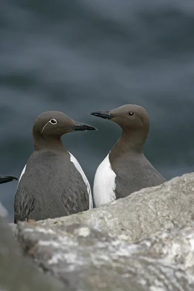 Guillemot, Uria aalge — Stockfoto