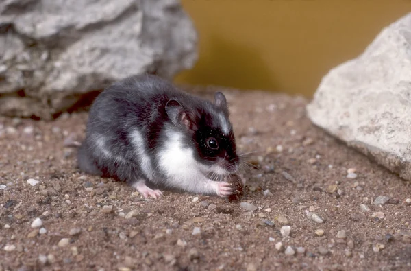 Hamster — Fotografia de Stock