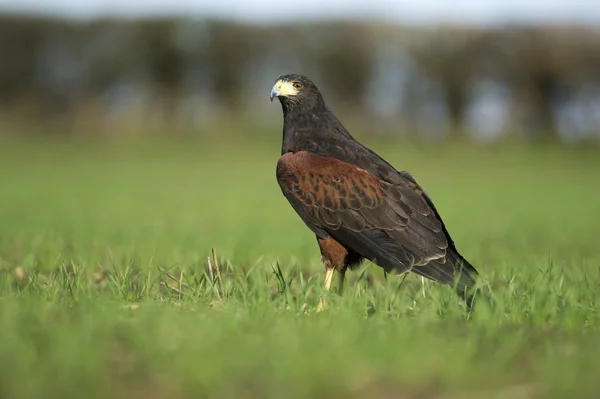 Falcão Harris, Parabuteo unicinctus — Fotografia de Stock