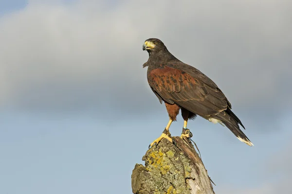 Harris hawk, Parabuteo unicinctus