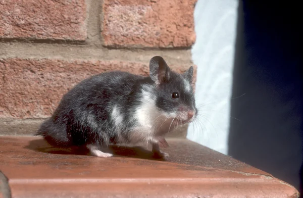 Hamster — Stok fotoğraf