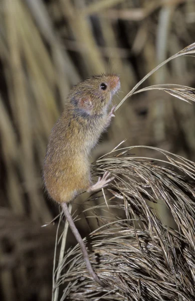 Zbiorów myszy, micromys minutus — Zdjęcie stockowe