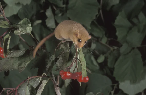 Hazel or common dormouse, Muscardinus avellanarius — Stock Photo, Image