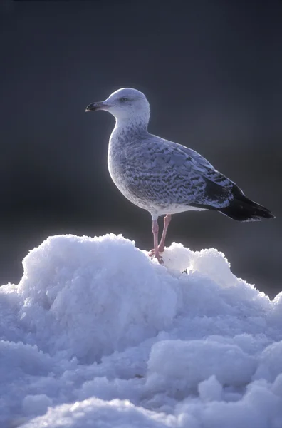 Herring gull, Larus argentatus — Stock Photo, Image