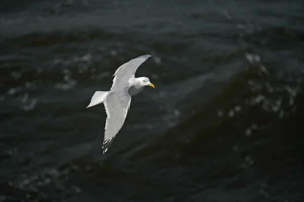 Gabbiano aringa, Larus argentatus — Foto Stock