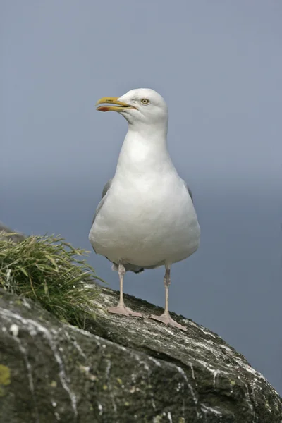 Mewa śledziowa, Larus argentatus — Zdjęcie stockowe