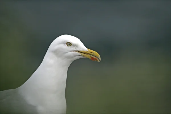 Silbermöwe, Larus argentatus — Stockfoto